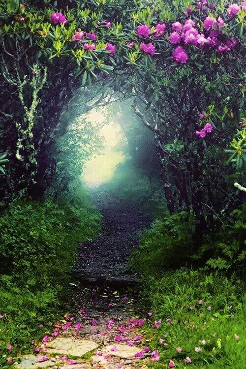 bright, mysterious path image